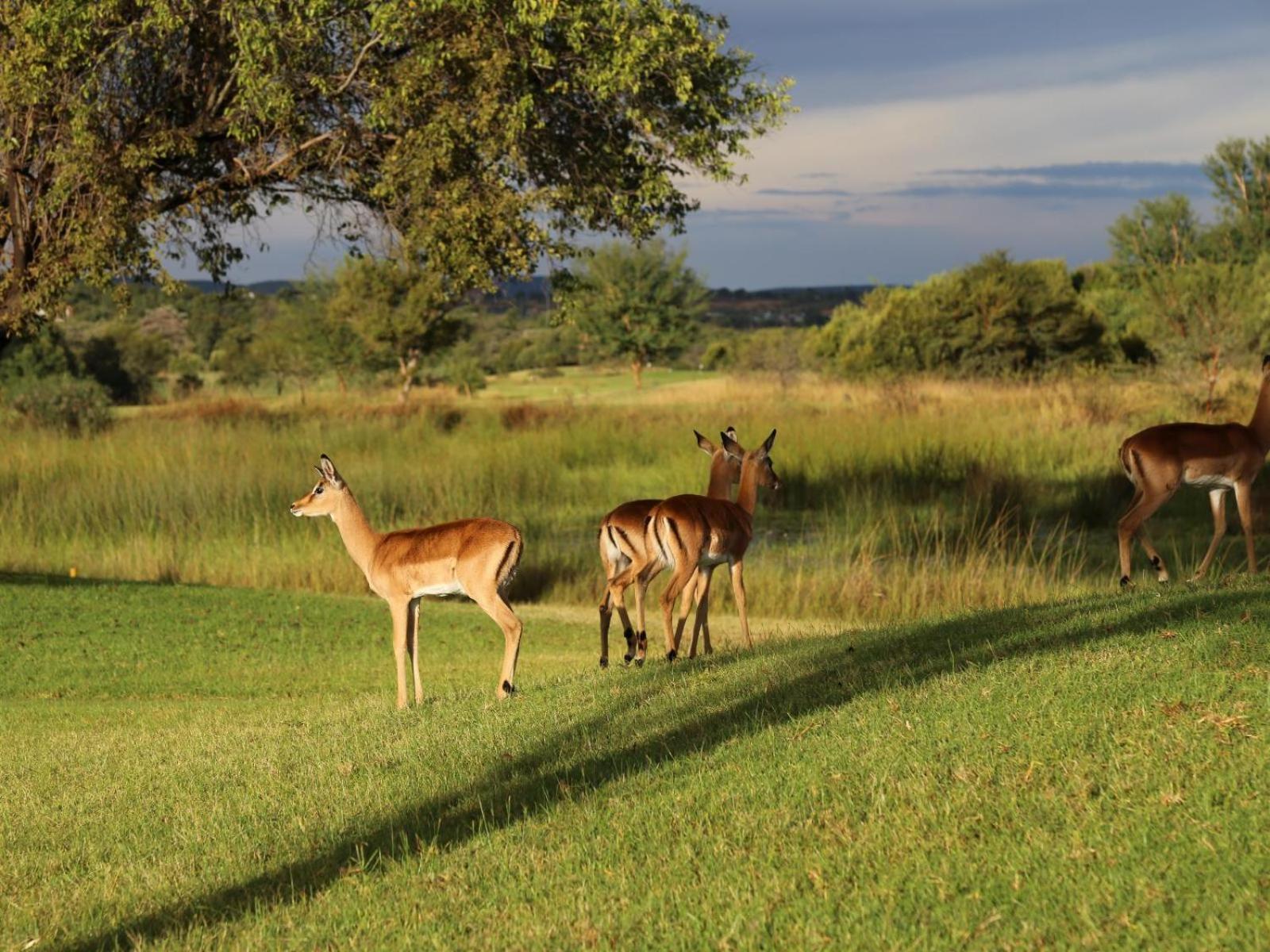 Fairview Manor Hotel Modimolle Buitenkant foto